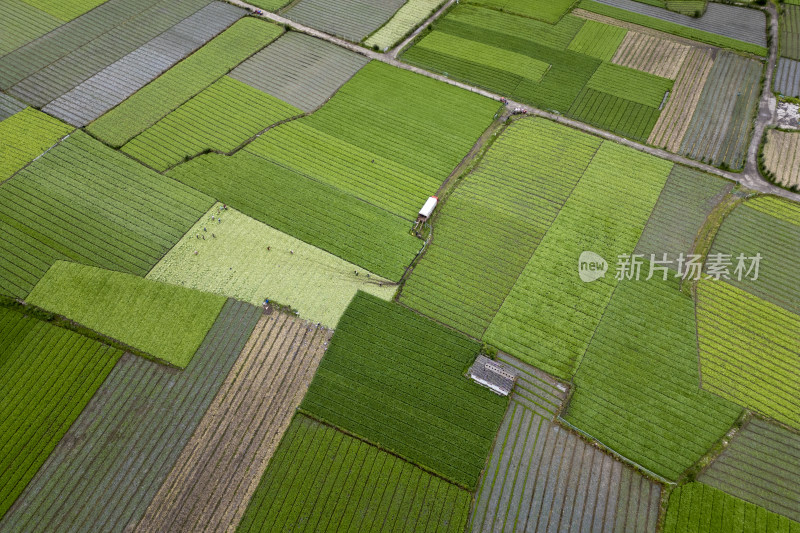 航拍俯拍位于阿坝州的高原蔬菜基地