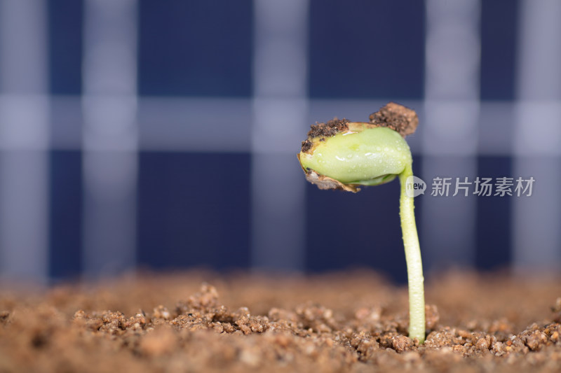 太阳能板背景前的土壤里长出绿芽