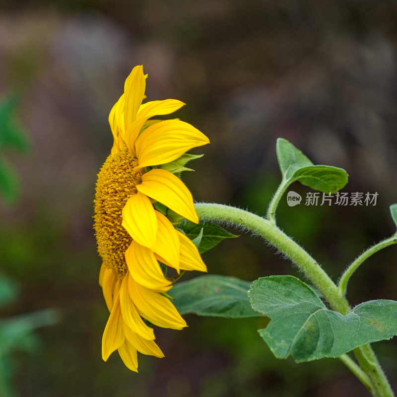 向日葵黄花向太阳