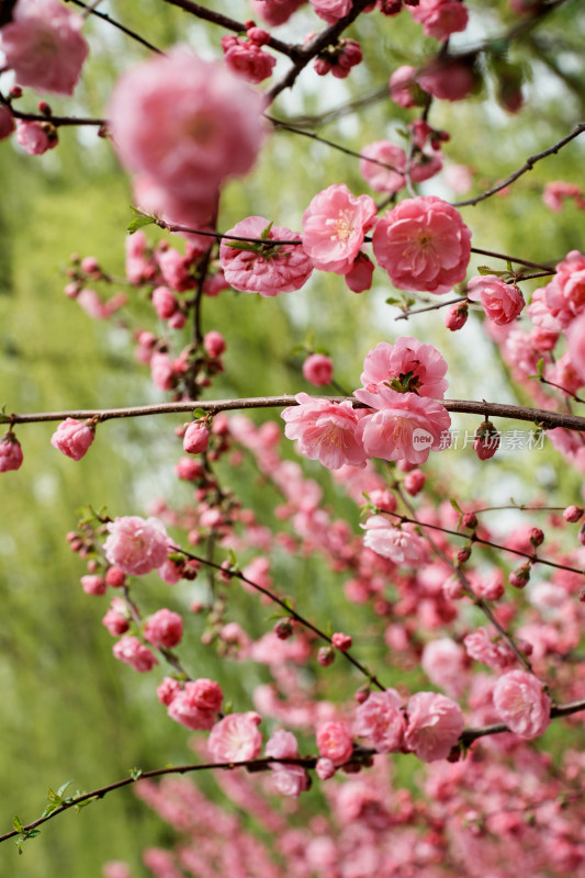 北京四得公园桃花树桃花