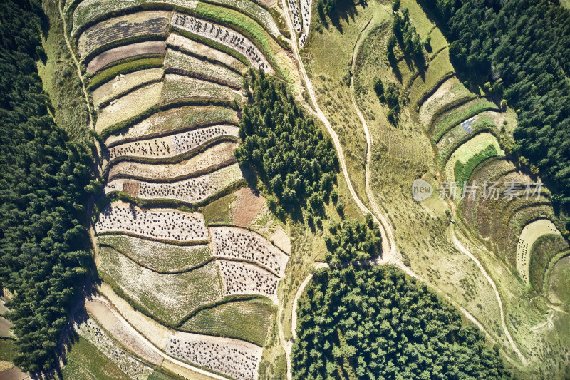 高山上的梯田