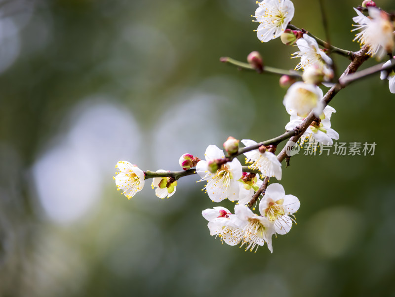 枝头绽放的白色梅花