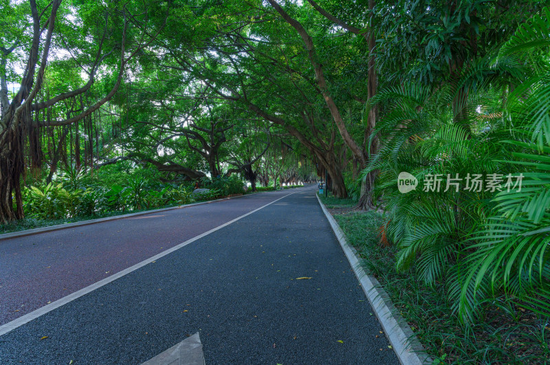 南宁南湖公园林荫大道跑道与树林园林景观