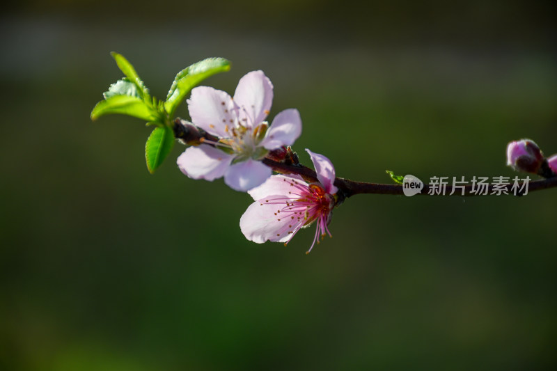 春意盎然的桃花枝