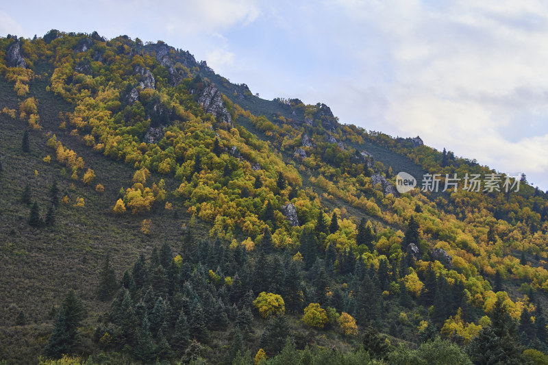 高山草甸的自然风光