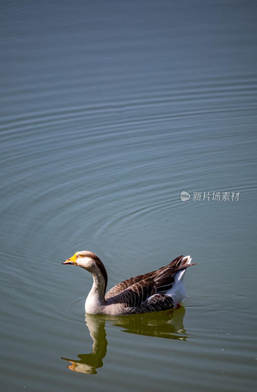 三门峡陕州公园天鹅湖里的大雁水禽水鸟