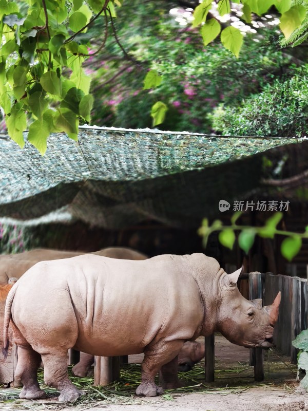 树荫下围栏内的犀牛正在进食