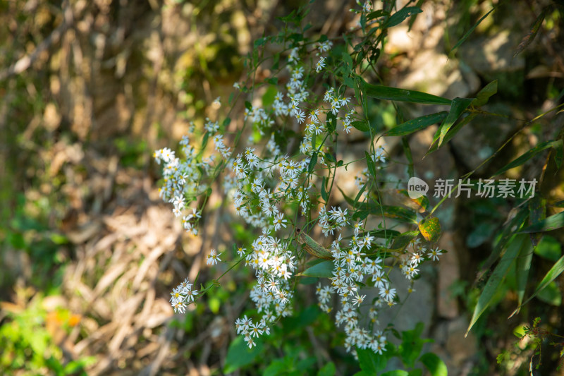 山白菊野白菊花