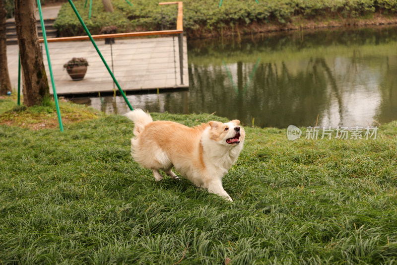 在草地上玩飞盘的边境牧羊犬