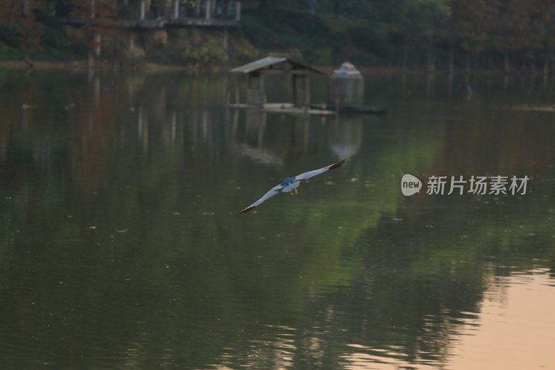 湖面上空苍鹭掠过的自然景象