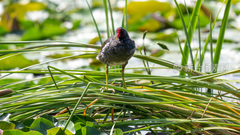 黑水鸡（Gallinula chloropus）