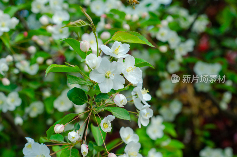 一丛白色海棠花特写