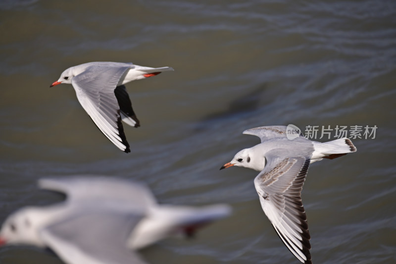 红嘴海鸥