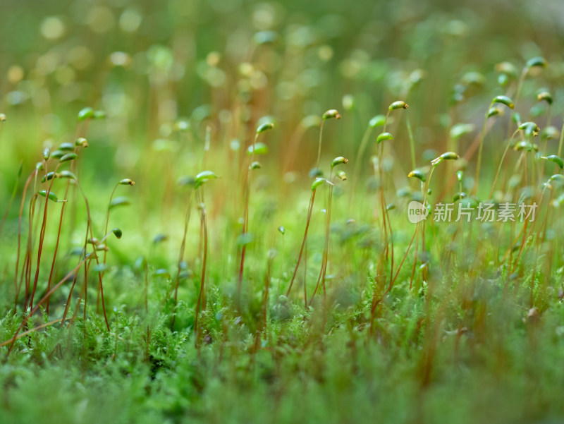 春天的户外苔藓微距