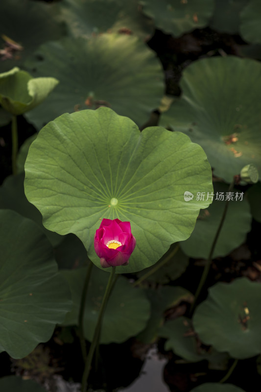 夏季公园荷塘荷叶丛中荷花特写