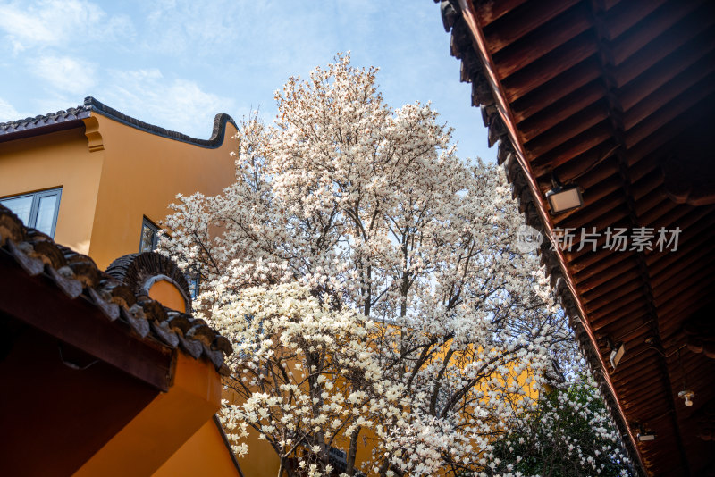 春天上海龙华寺玉兰花