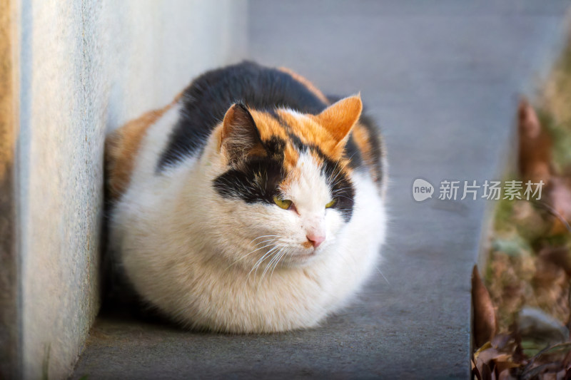 冬天蜷缩着的流浪三花猫