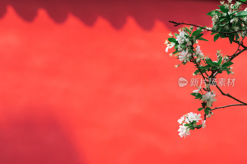 春天中国北京故宫博物院内绽放的海棠花