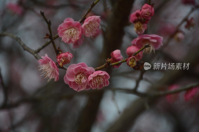 绽放的粉色梅花特写