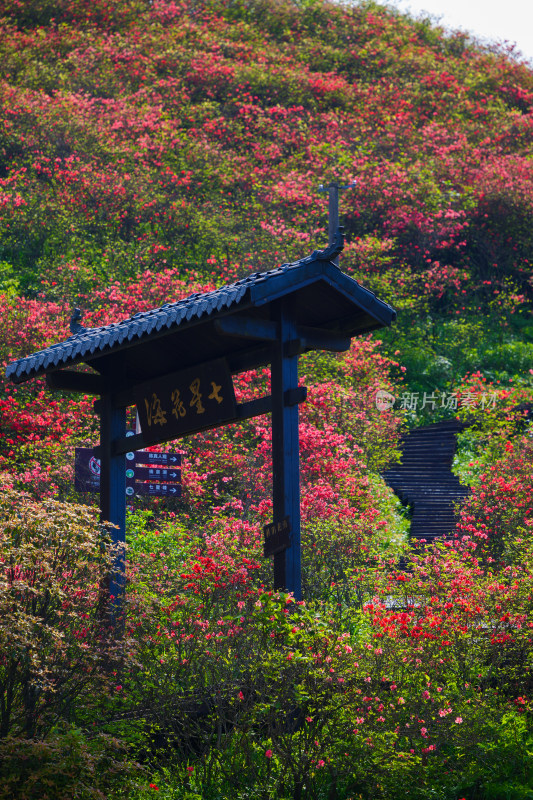 长沙市浏阳大围山杜鹃花海风光