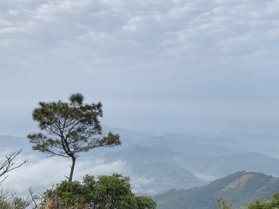 山间云雾缭绕中的孤松风景