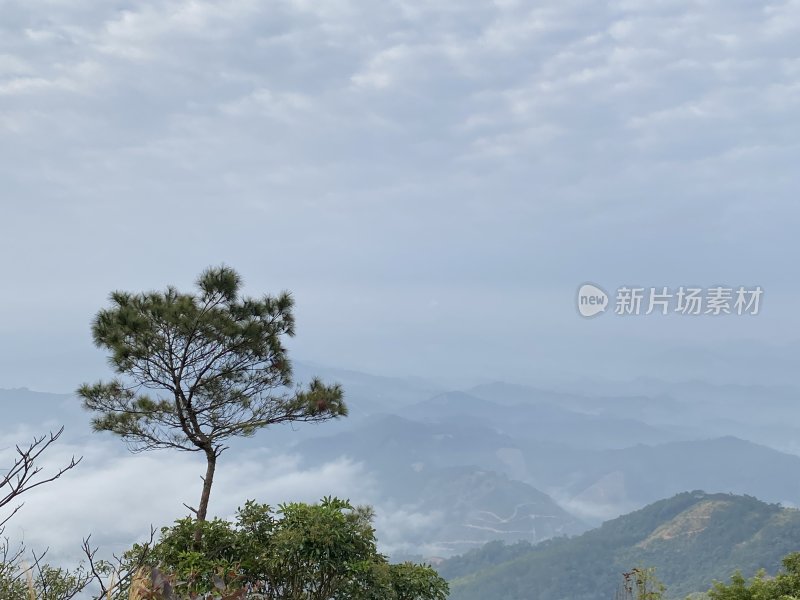 山间云雾缭绕中的孤松风景