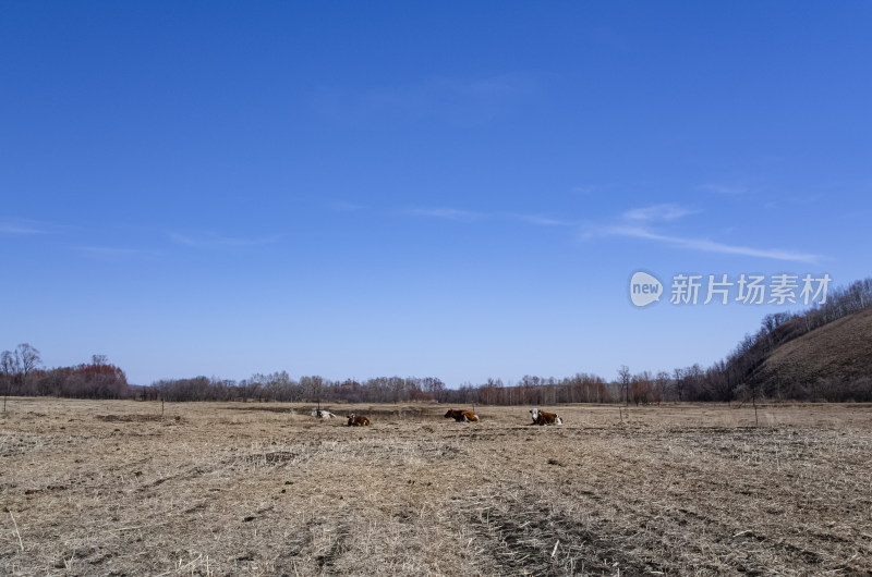 内蒙古呼伦贝尔临江屯草原牧场秋景