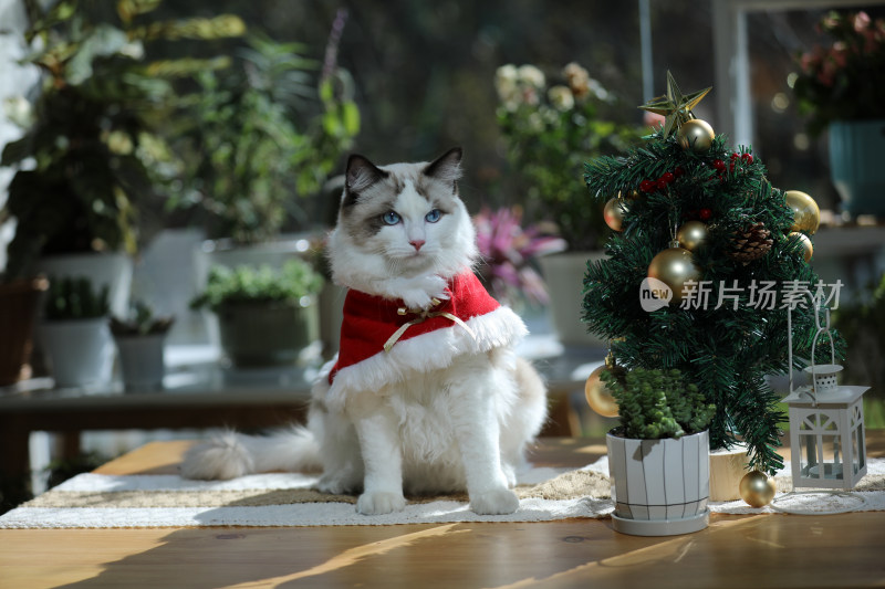 宠物摄影圣诞节的猫