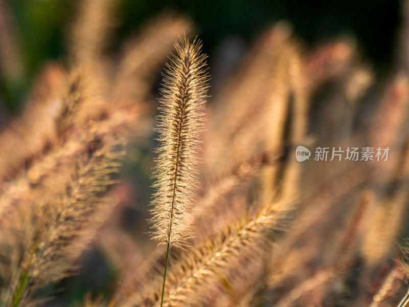 夕阳下的狼尾草