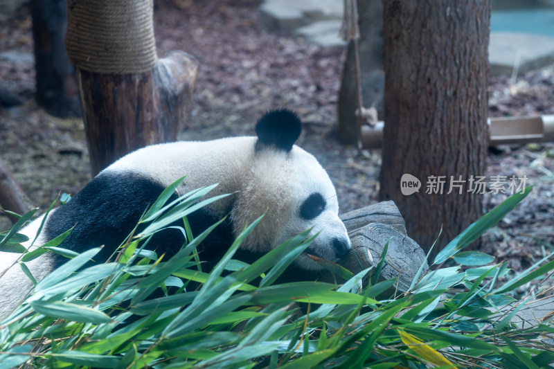 成都熊猫基地里吃竹子的熊猫