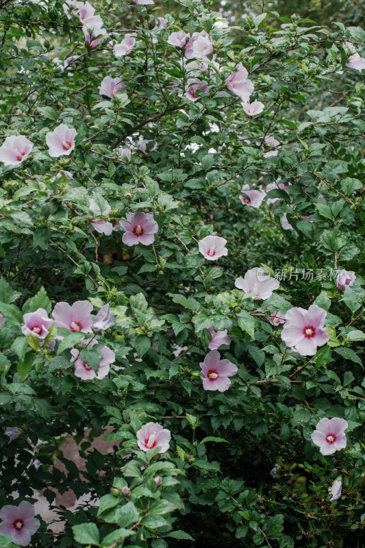 北京圆明园木槿花