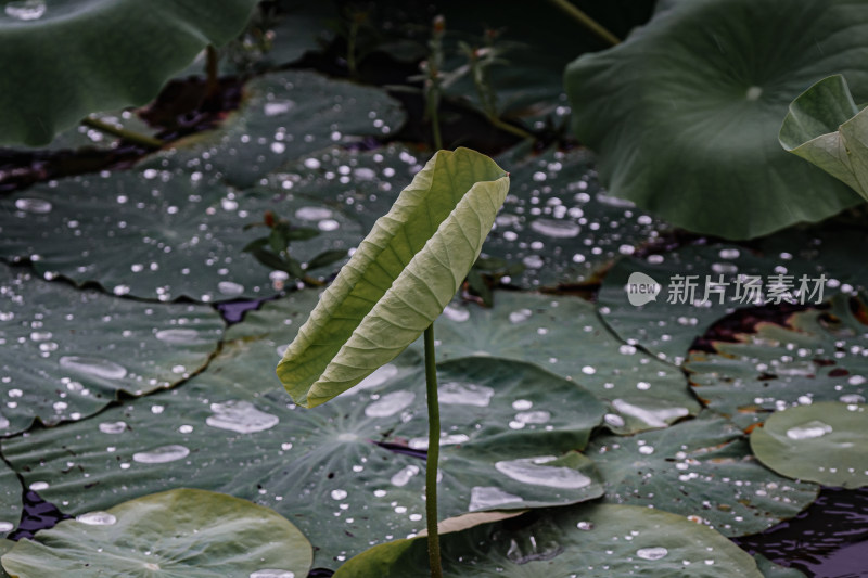 雨后荷花