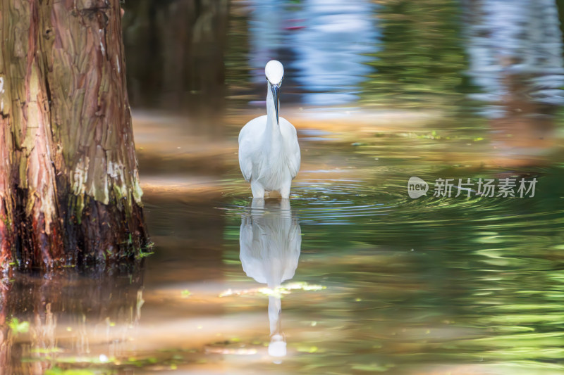 水边白鹭觅食的景象