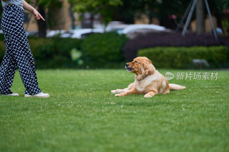 晴天在户外草地上欢快活动的金毛寻回犬