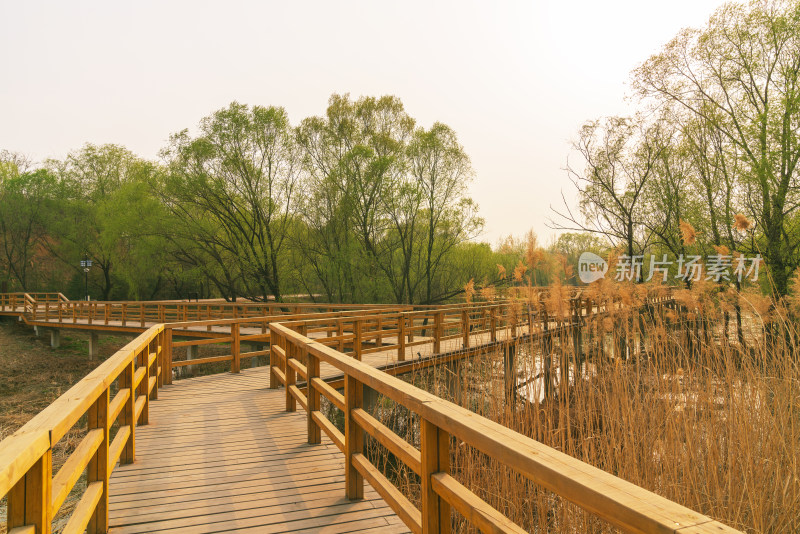 青州南阳河湿地木栈道春天景观