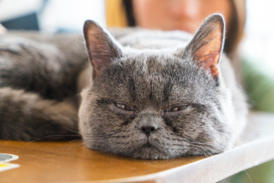 生病的猫咪宠物猫生病