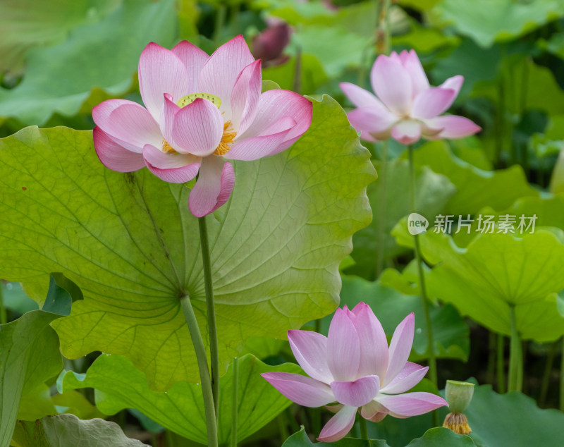 粉色荷花特写镜头