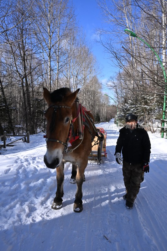 男子牵马雪橇行走在雪林小路