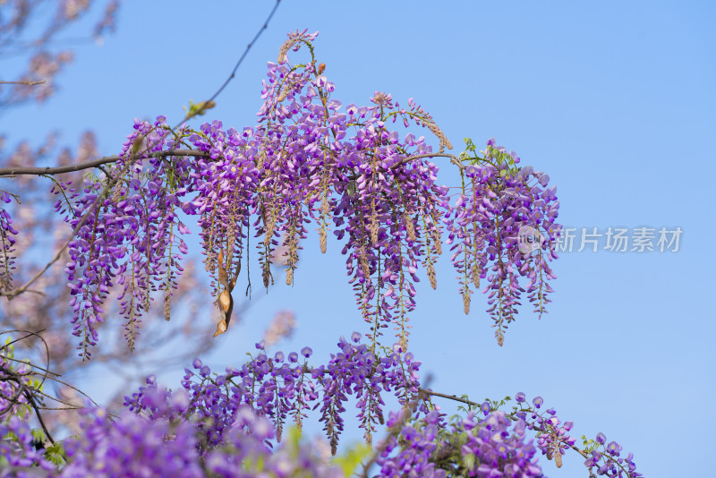 春天紫藤萝花开