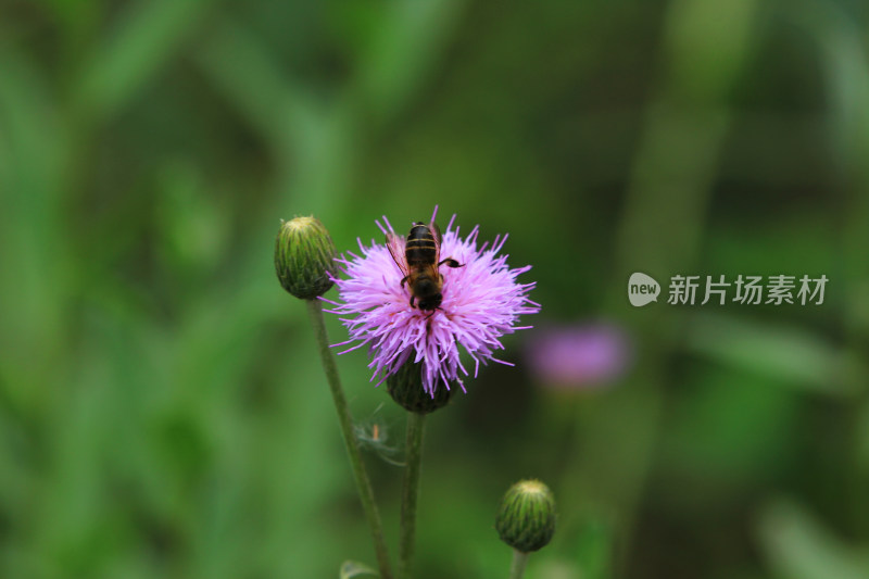 春天户外的野花