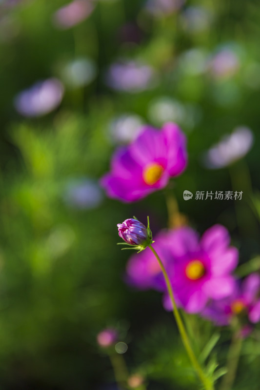 花卉盆景格桑花花花草草