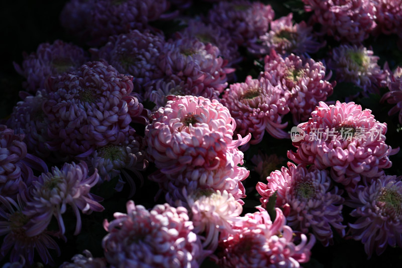 黑色背景下的紫色菊花特写