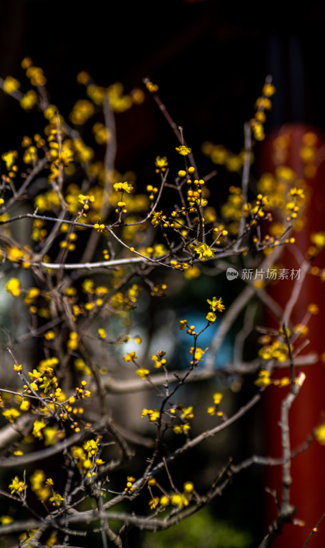 腊梅花开季节