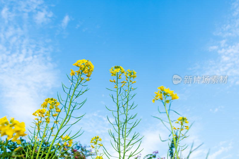 蓝天背景下的黄色油菜花