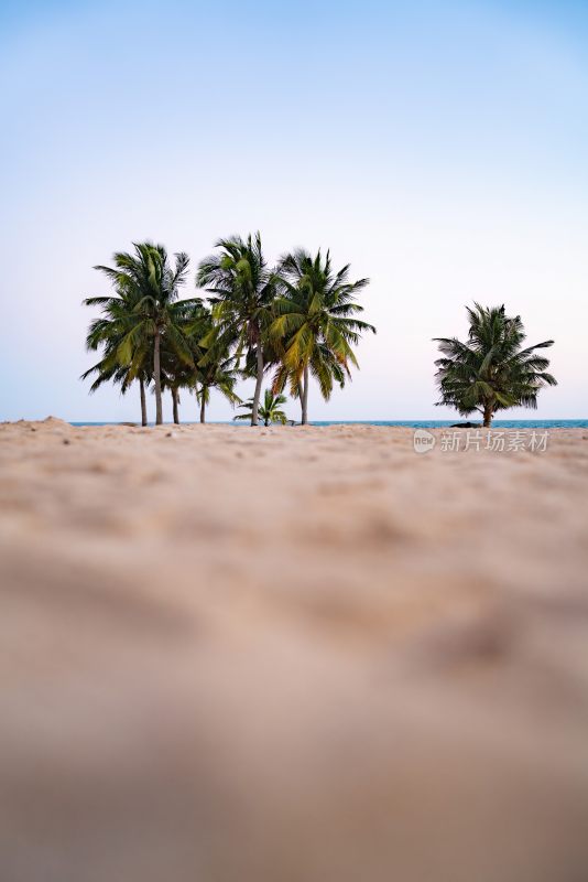 海边的沙滩和椰子树