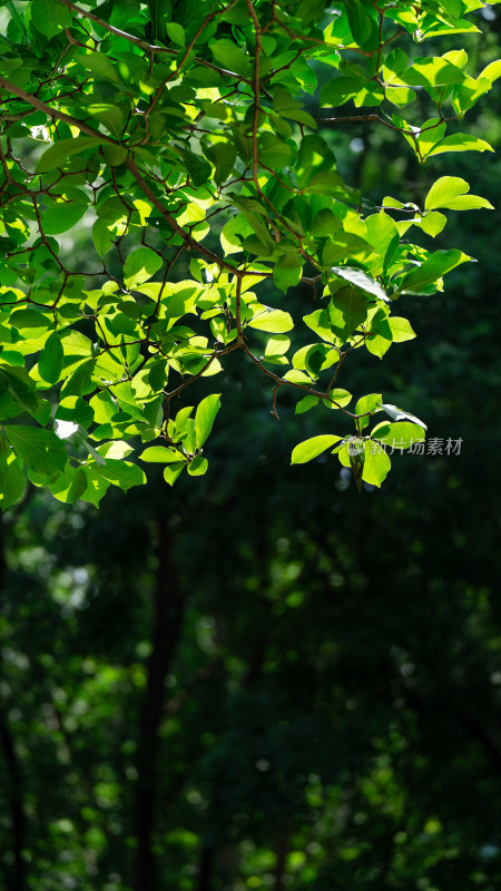 夏日小清新壁纸