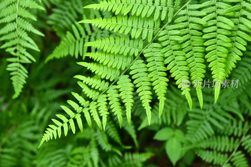 蕨类植物绿叶背景