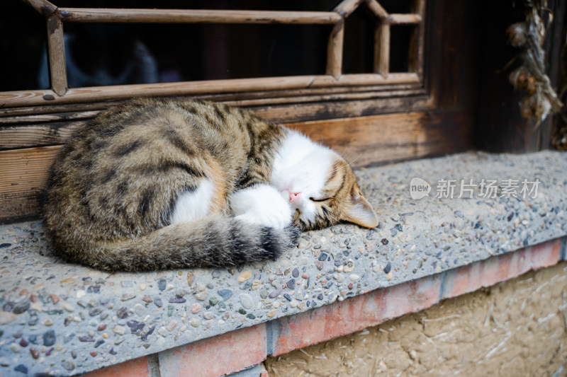 猫在窗台上休息老式建筑