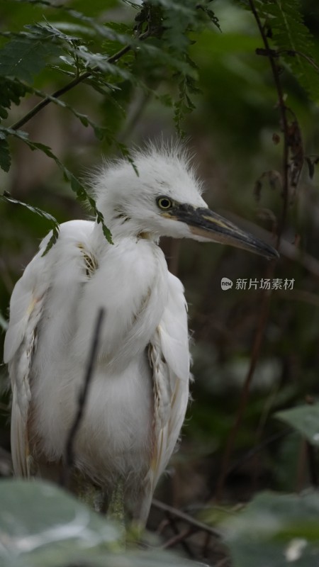 在望丛祠繁衍生息的池鹭