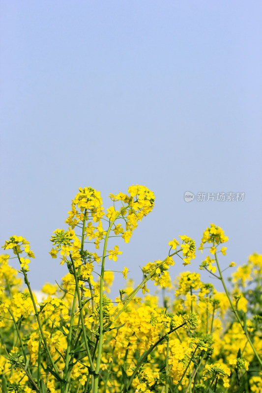 蓝色自然背景中的油菜花